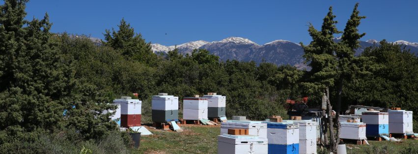 ΜΕΛΛΗΝ - Premium Organic Greek Honey